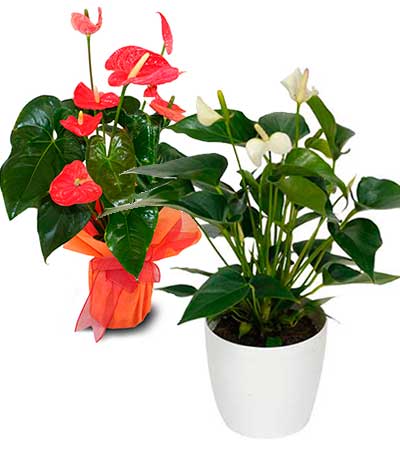 Anthurium planta